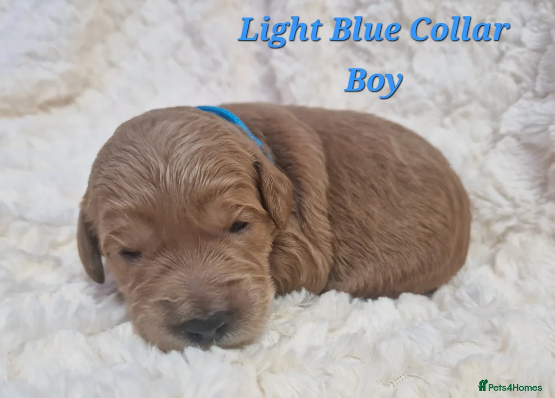 Mini Goldendoodle dogs for sale: Miniature Goldendoodle puppies available - Advert 6