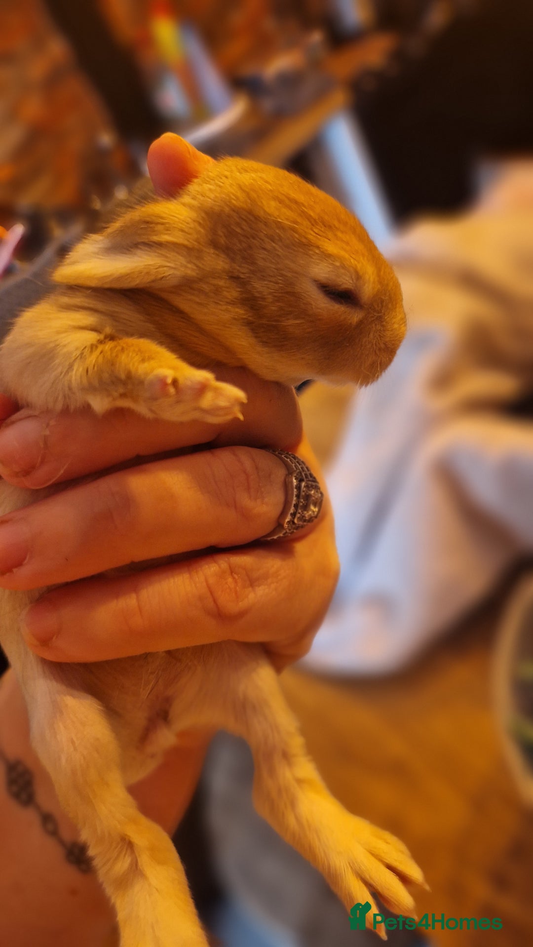 Rex rabbits for sale: Mini rex rabbits - Image 5