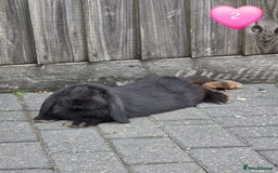 French Lop rabbits for sale: Giant french lops - Image 5