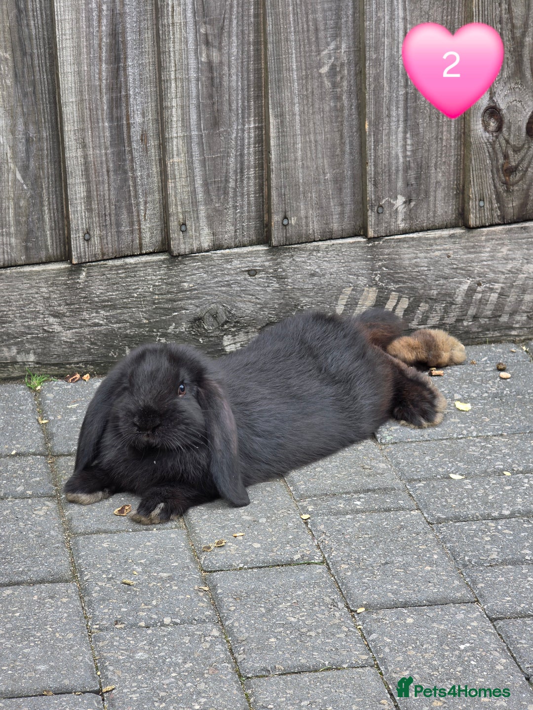 French Lop rabbits for sale: Giant french lops - Image 5
