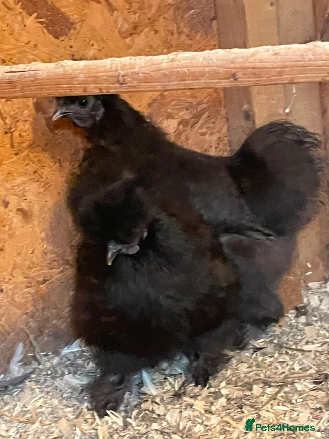 Chickens poultry for sale: Pair of black silkie pullets - Advert 3