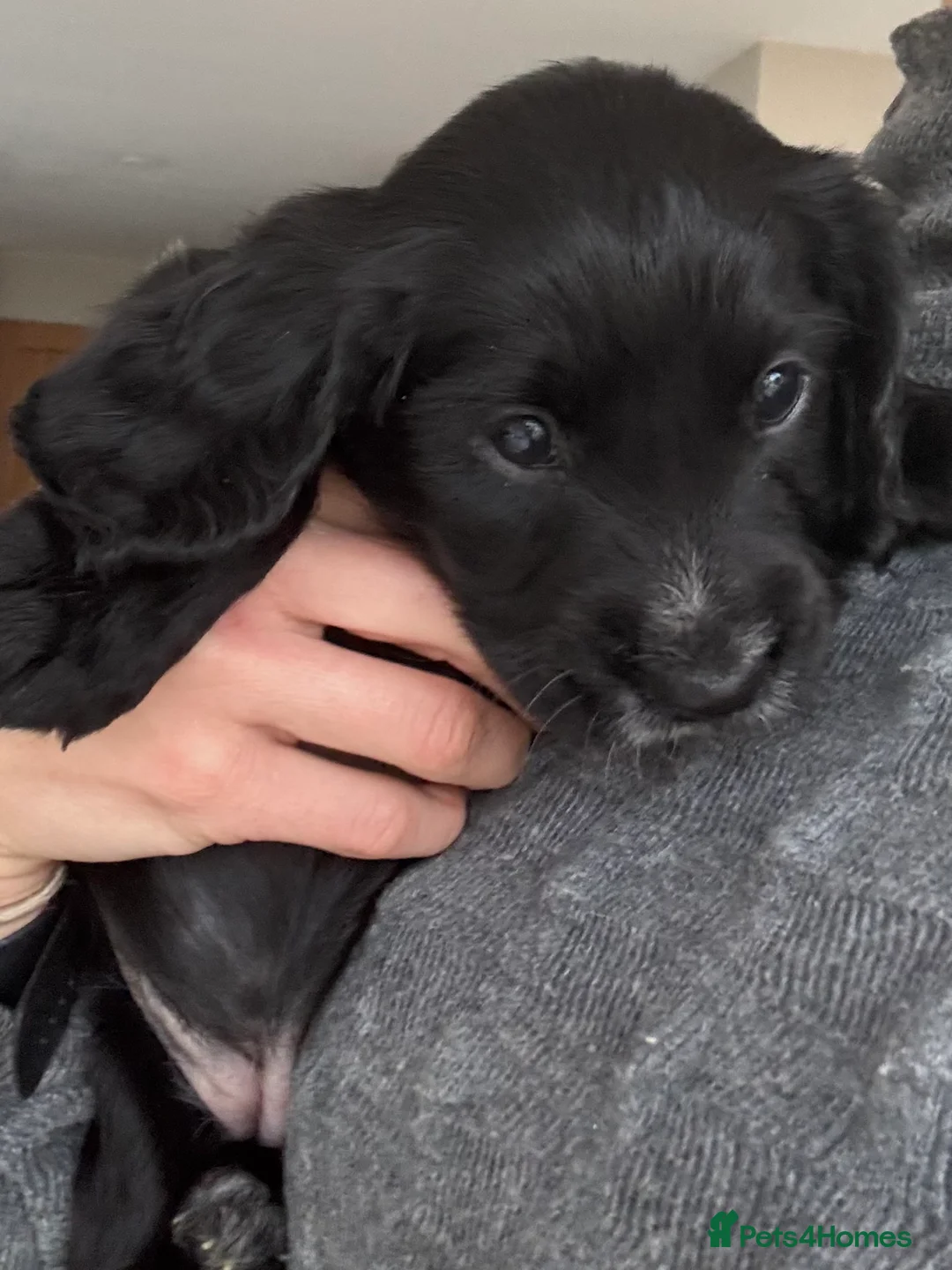 Cocker Spaniel dogs for sale: Working cocker spaniel puppies  - Advert 15