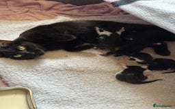 Mixed Breed cats for sale: 3 kittens available  - Image 6