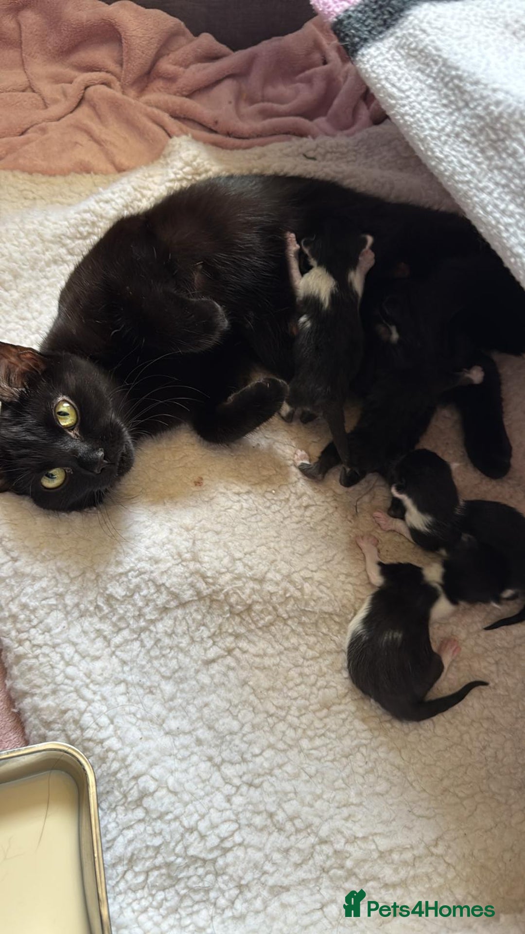 Mixed Breed cats for sale: 3 kittens available  - Image 6
