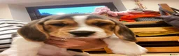 Beagle dogs for sale: KC registered and DNA health tested - Advert 10