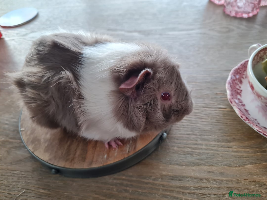 Guinea Pig rodents for sale: Baby guinea pigs for sale - Advert 29
