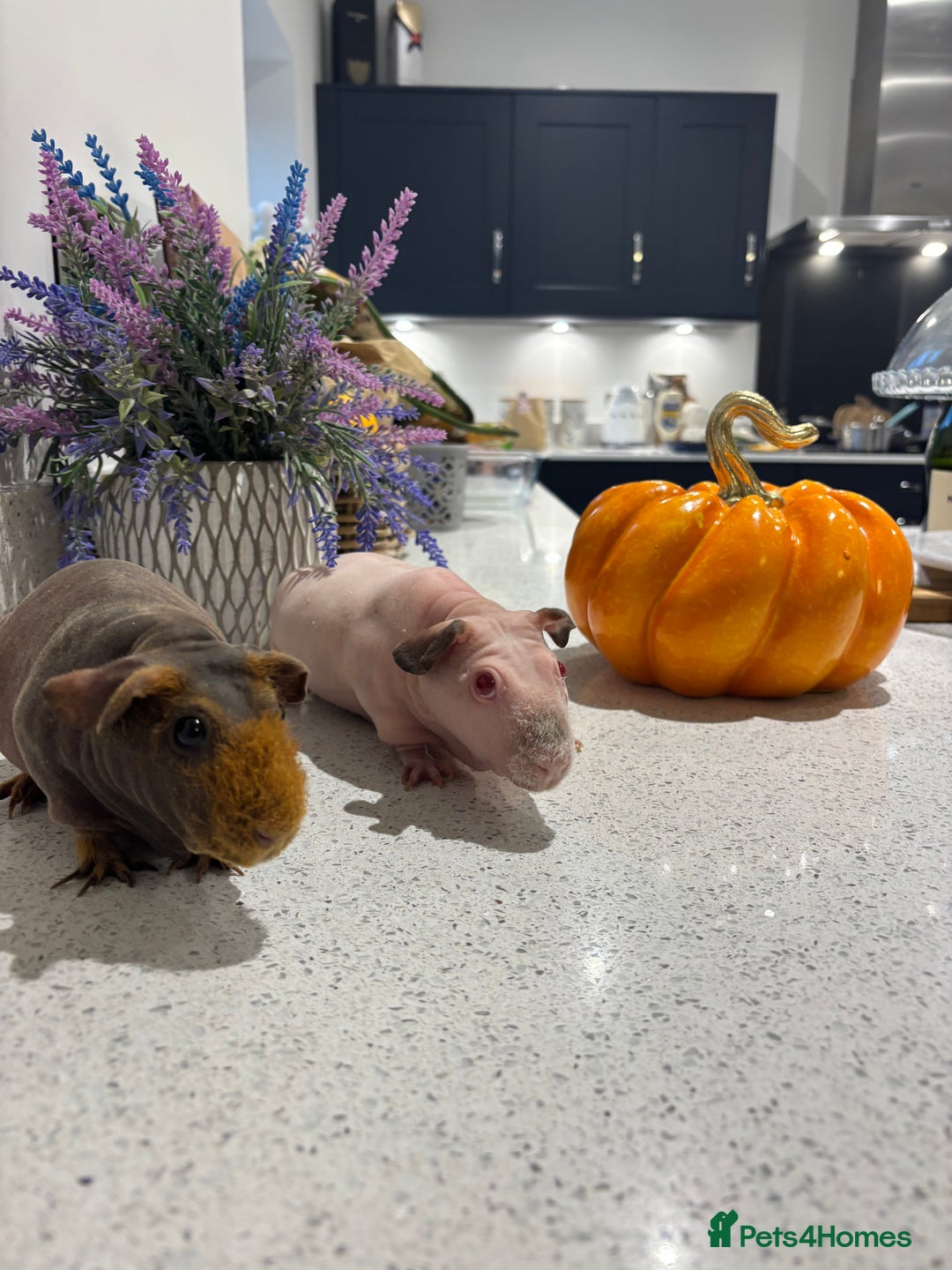 Guinea Pig rodents for sale: X2 one year old super cute skinny pigs  - Image 9