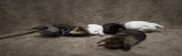 Mini Lop rabbits for sale: Pure bred mini lops  - Advert 2