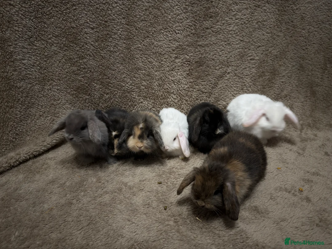Mini Lop rabbits for sale: Pure bred mini lops  - Advert 2