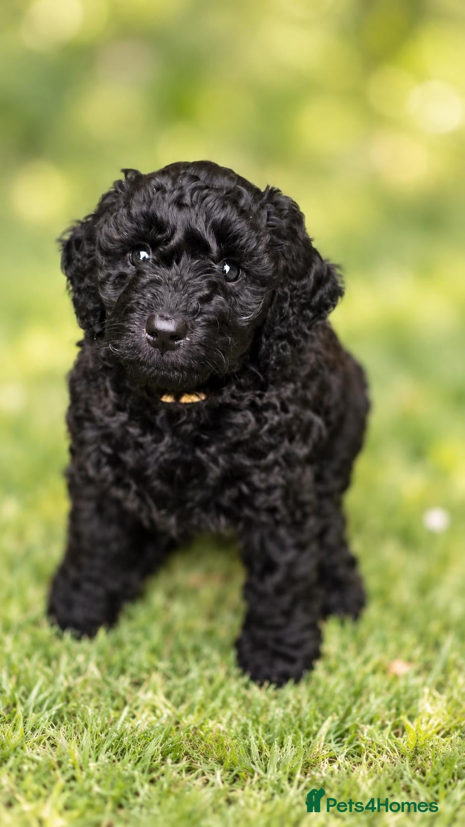 Labradoodle dogs 🐾 Multi Labradoodle Black Curly 10wk Puppy Girl  - Advert 4