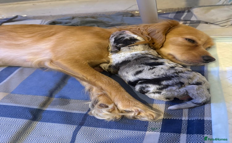 Cavapoo dogs Merle cavapoo boys  - Advert 1