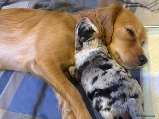 Cavapoo dogs Merle cavapoo boys - Advert 1