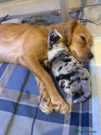 Cavapoo dogs Merle cavapoo boys - Advert 1