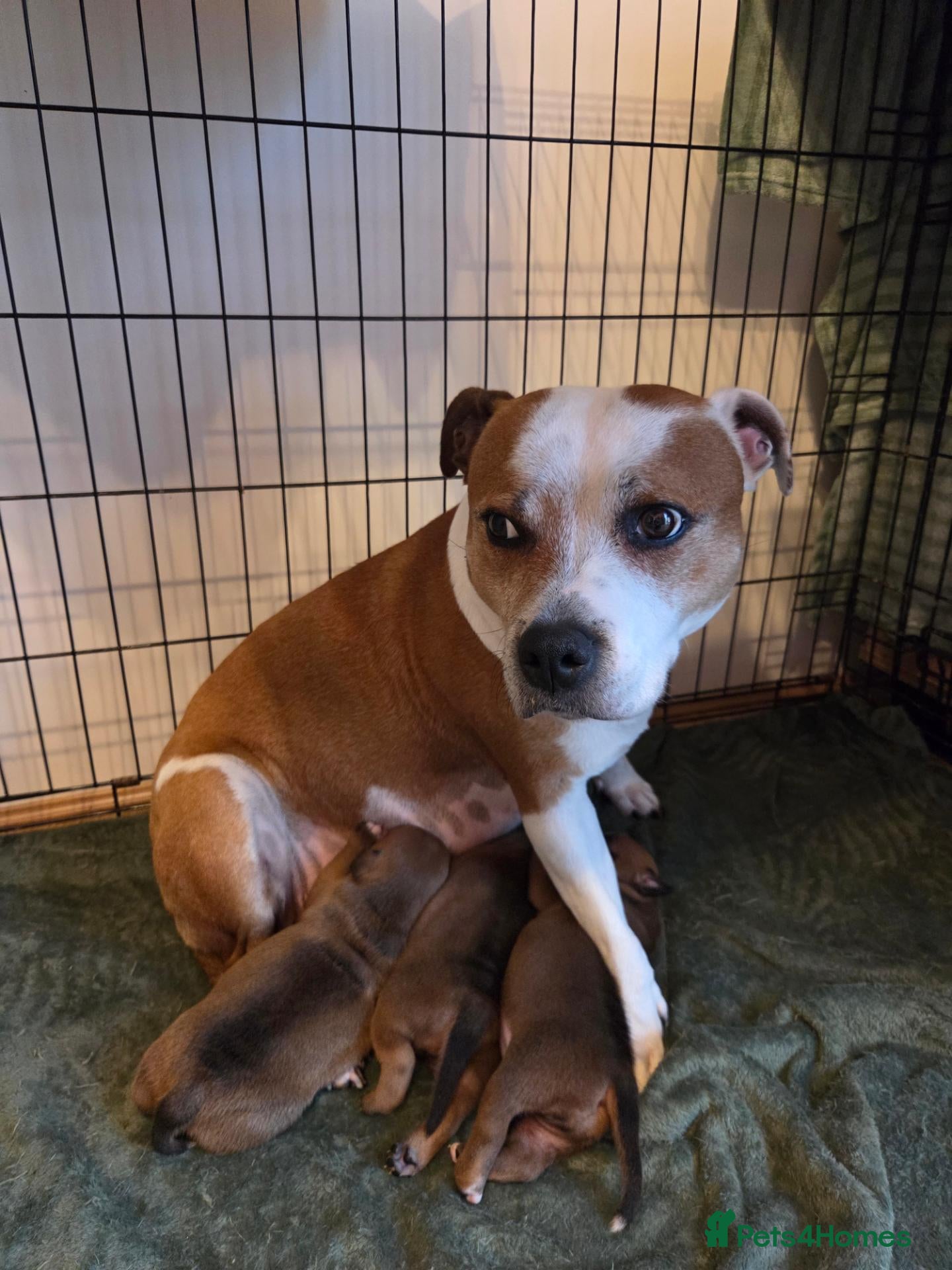 Staffordshire Bull Terrier dogs Staffordshire bull terier red puppies  - Advert 1