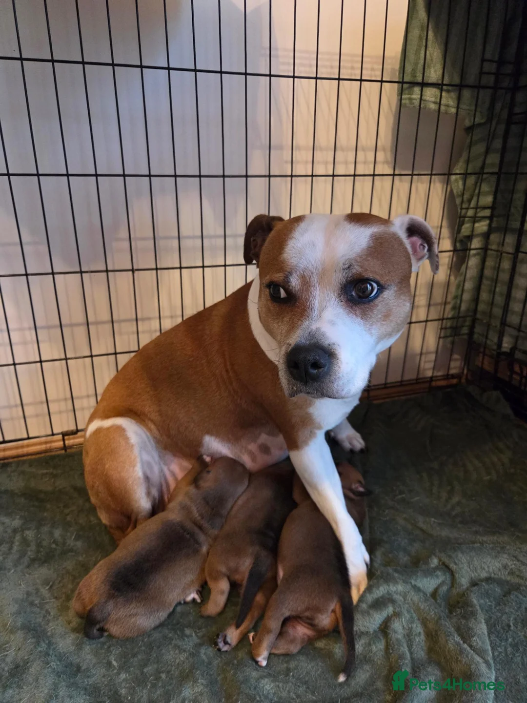 Staffordshire Bull Terrier dogs for sale: Staffordshire bull terier red puppies  - Advert 1