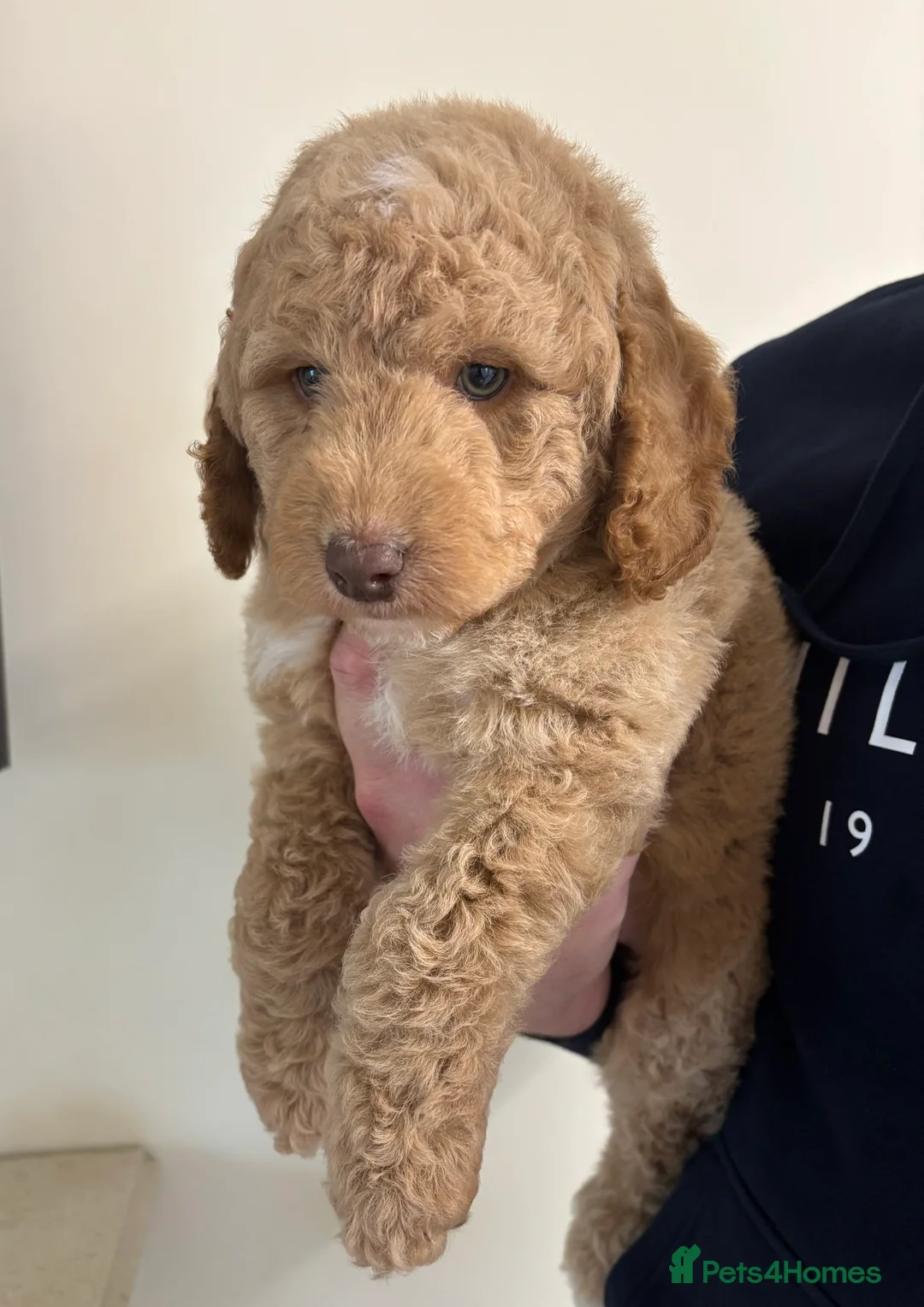Labradoodle dogs for sale: Miniature Labradoodle puppies - Advert 4