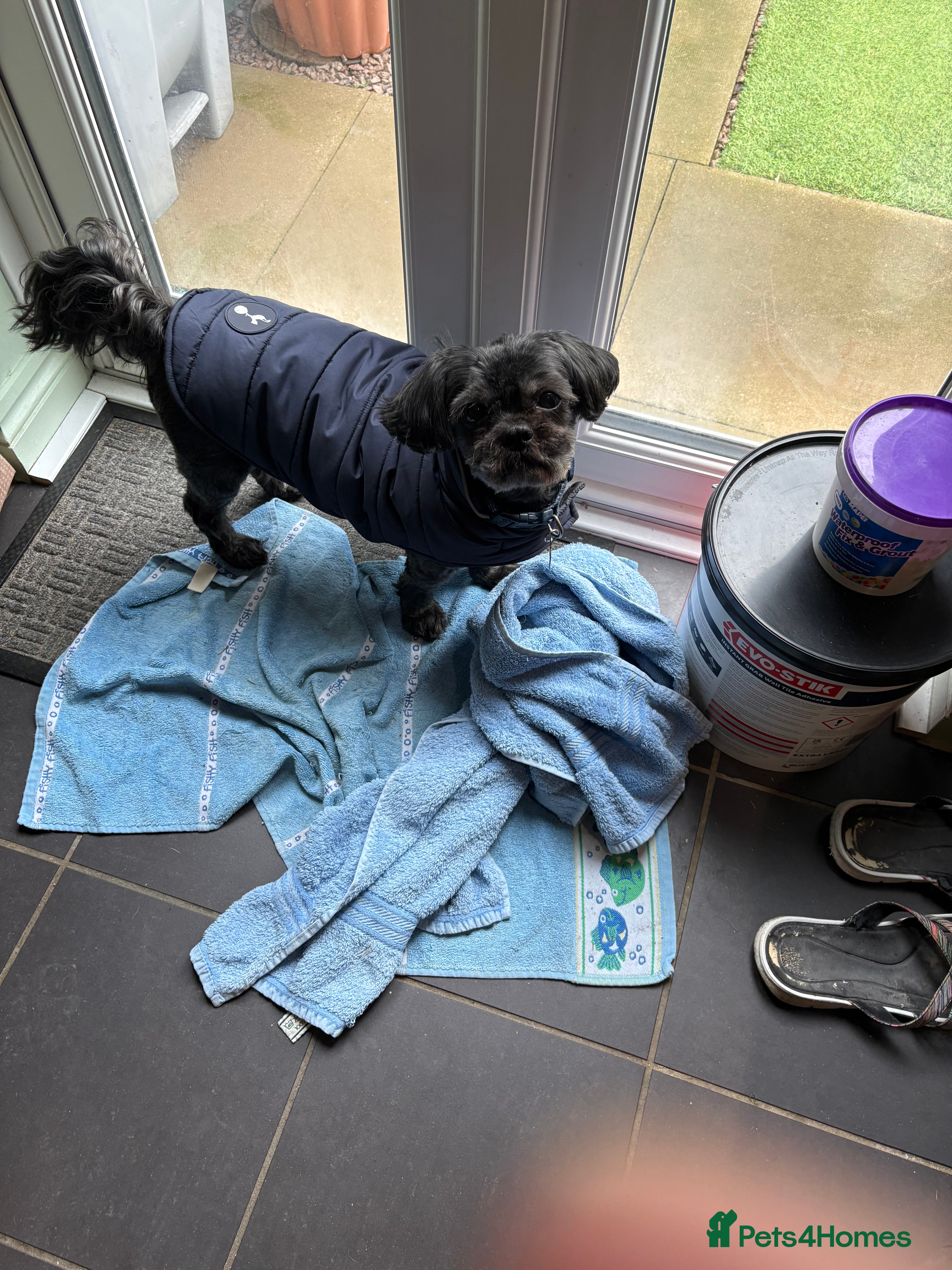 Shih Tzu dogs Bailey for stud - Advert 15