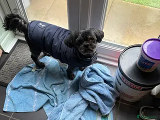 Shih Tzu dogs Bailey for stud - Advert 15