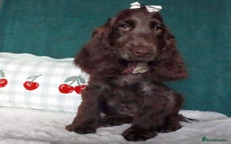 Cocker Spaniel dogs for sale: Gorgeous show cocker spaniel puppies for sale  - Image 10