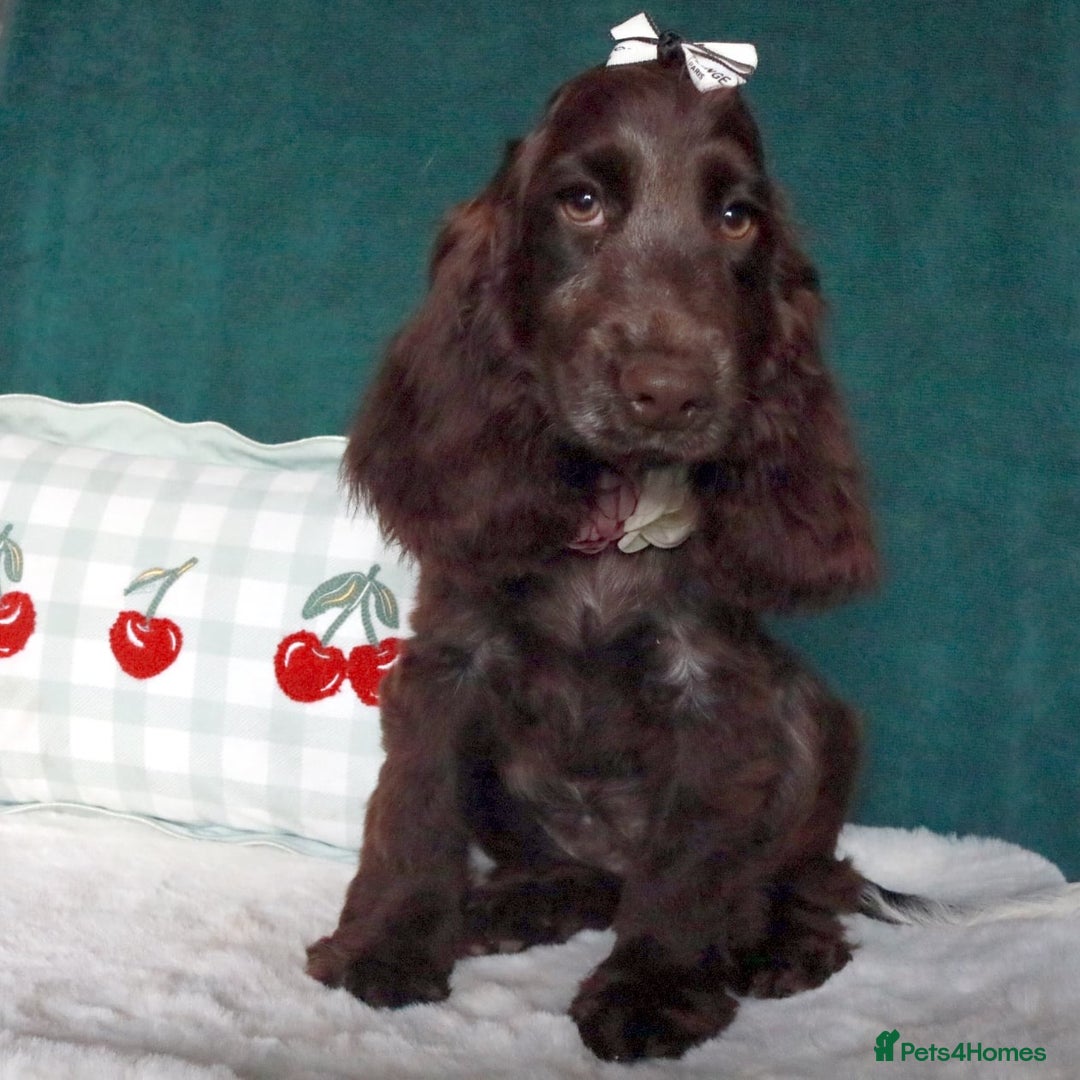 Cocker Spaniel dogs for sale: Gorgeous show cocker spaniel puppies for sale  - Image 10