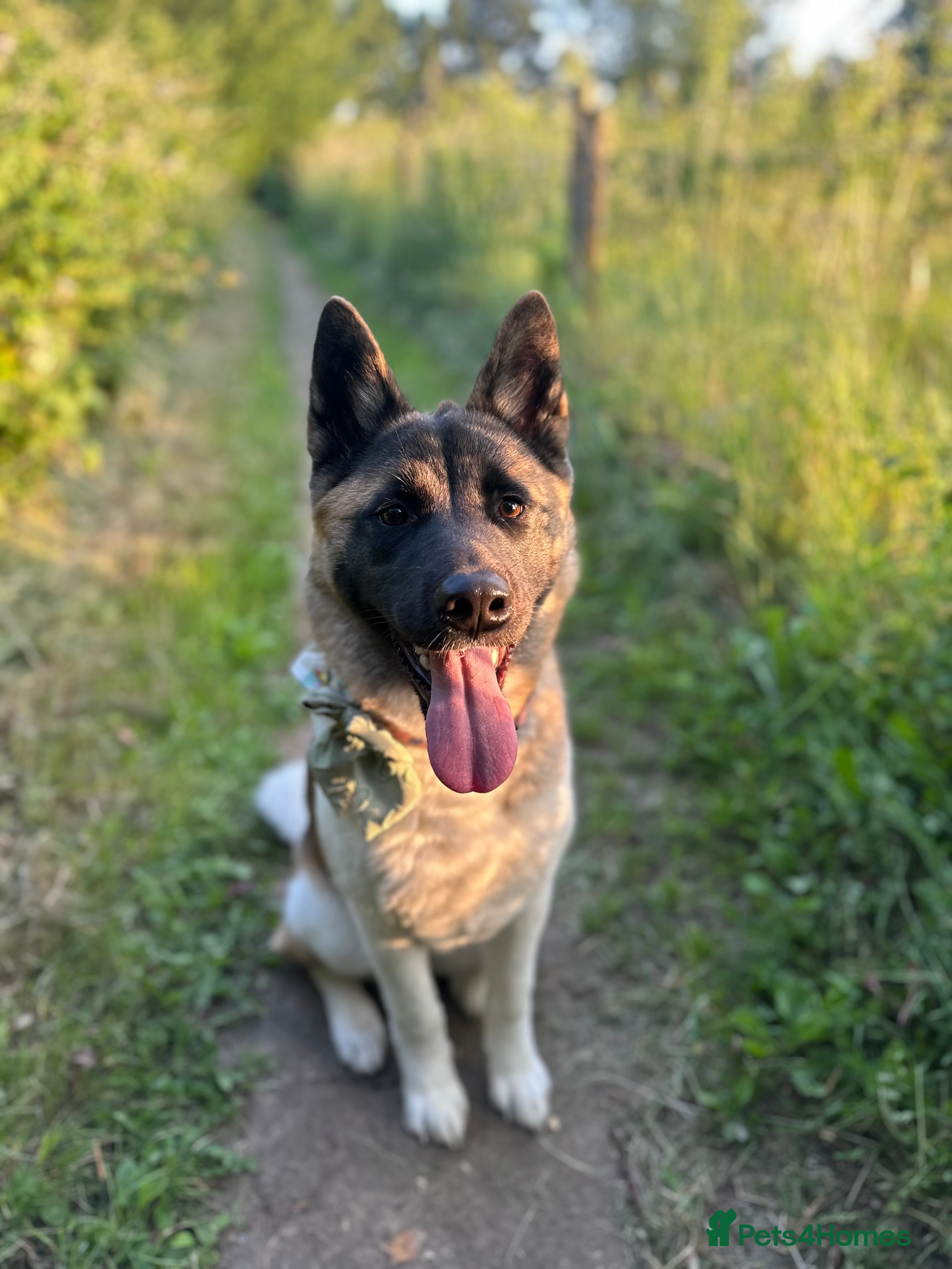 Akita dogs Akita 14 months old  - Advert 4