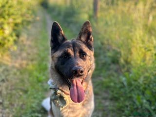 Akita dogs Akita 14 months old - Advert 1