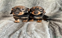 Dachshund dogs for sale: Dachshund Girls Ready Now Fully Vaccinated  - Image 2