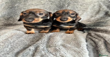 Dachshund dogs - Advert 9