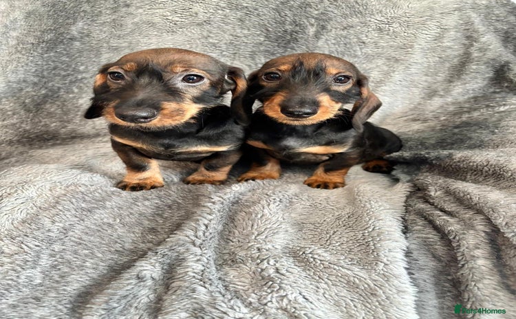 Dachshund dogs - Advert 4