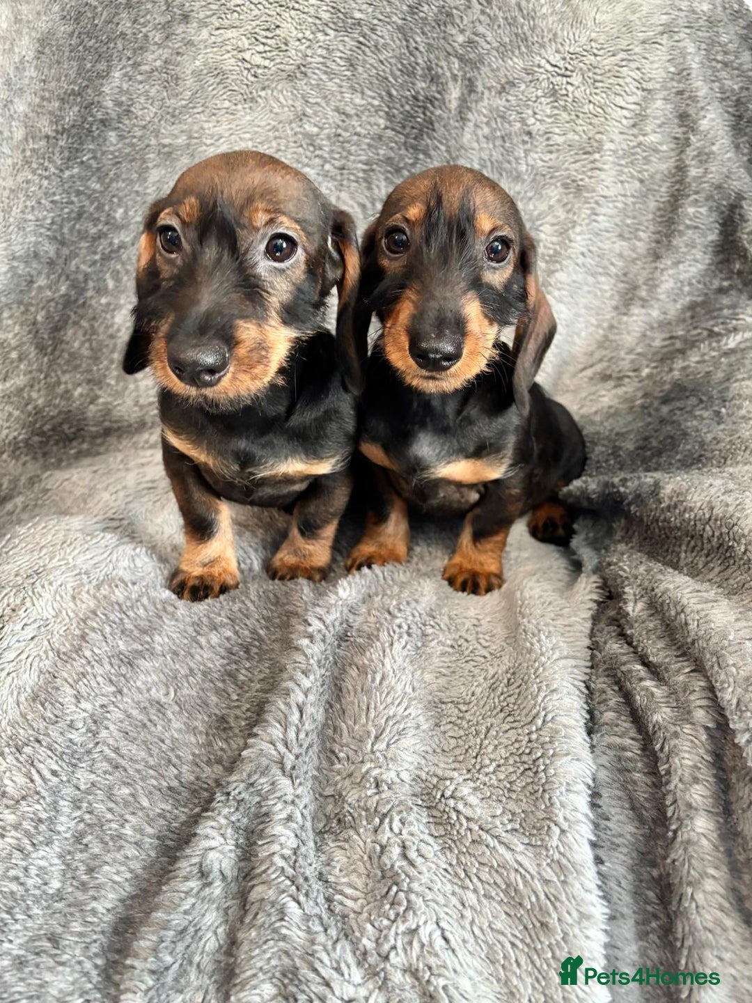 Dachshund dogs for sale: Dachshund Girls Ready Now Fully Vaccinated  - Image 2