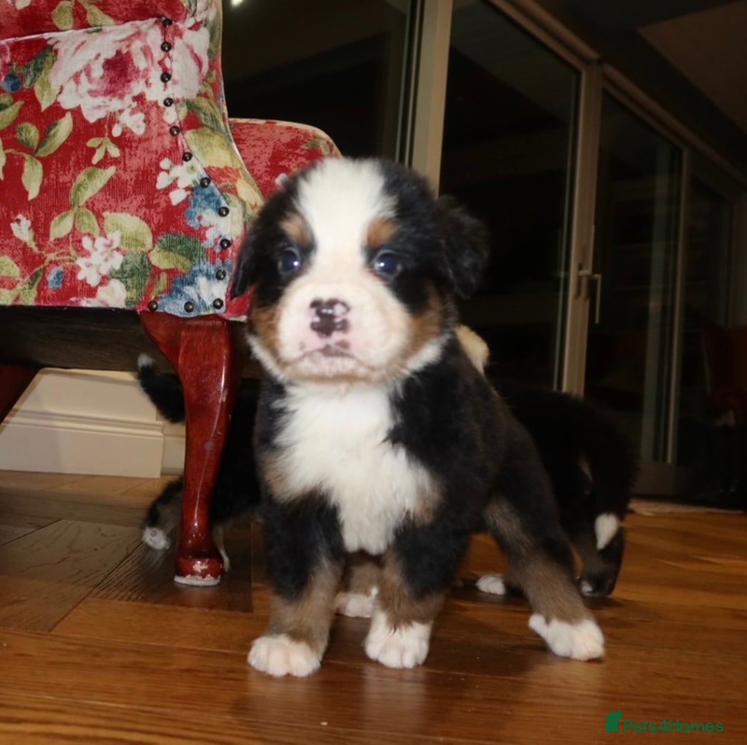 Bernese Mountain Dog dogs for sale: Bernese Mountain Dog Pups  - Image 10