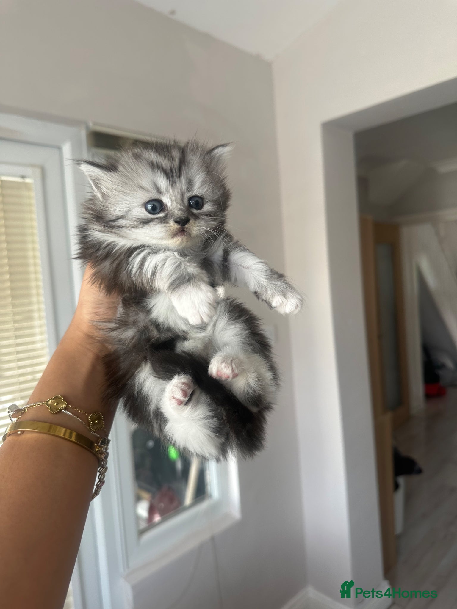 Persian cats Half Persian Kittens - Advert 15