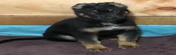 German Shepherd dogs for sale: Mrs Jas Padda  - Advert 19