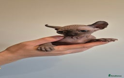 Sphynx cats for sale: Silver elf and black little babies - Image 27