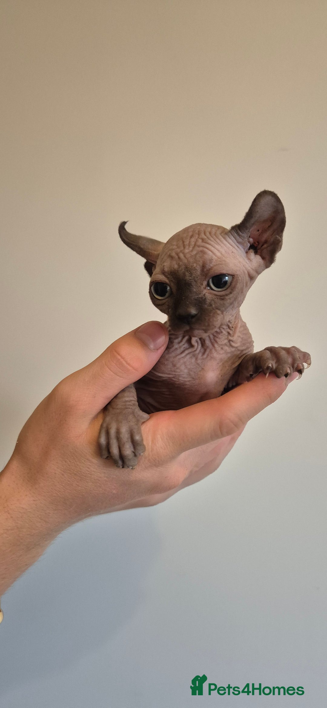 Sphynx cats for sale: Silver elf and black little babies - Image 27