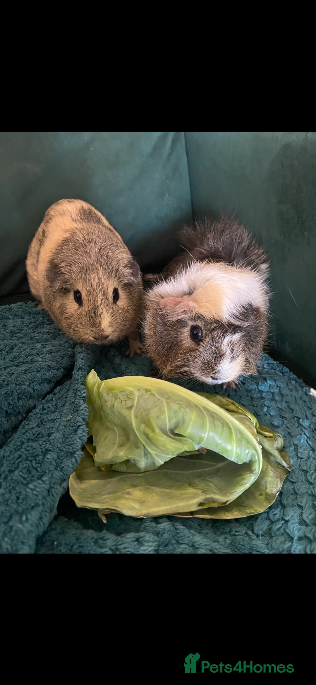 Guinea Pig rodents for sale: Guinea Pig  in Rugeley - Advert 1