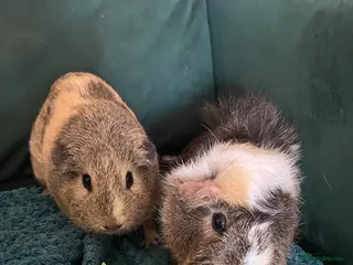 Guinea Pig rodents Guinea Pig - Advert 1