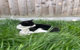 British Longhair cats for sale: British long hair boy cats - Image 11