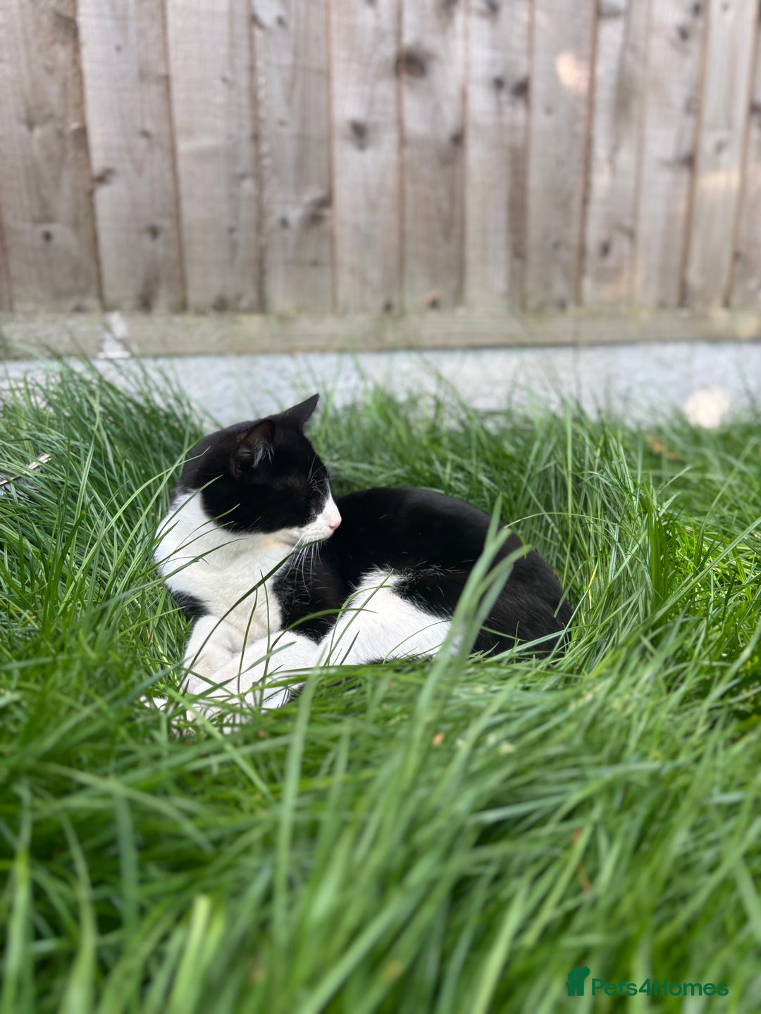 British Longhair cats for sale: British long hair boy cats - Image 11