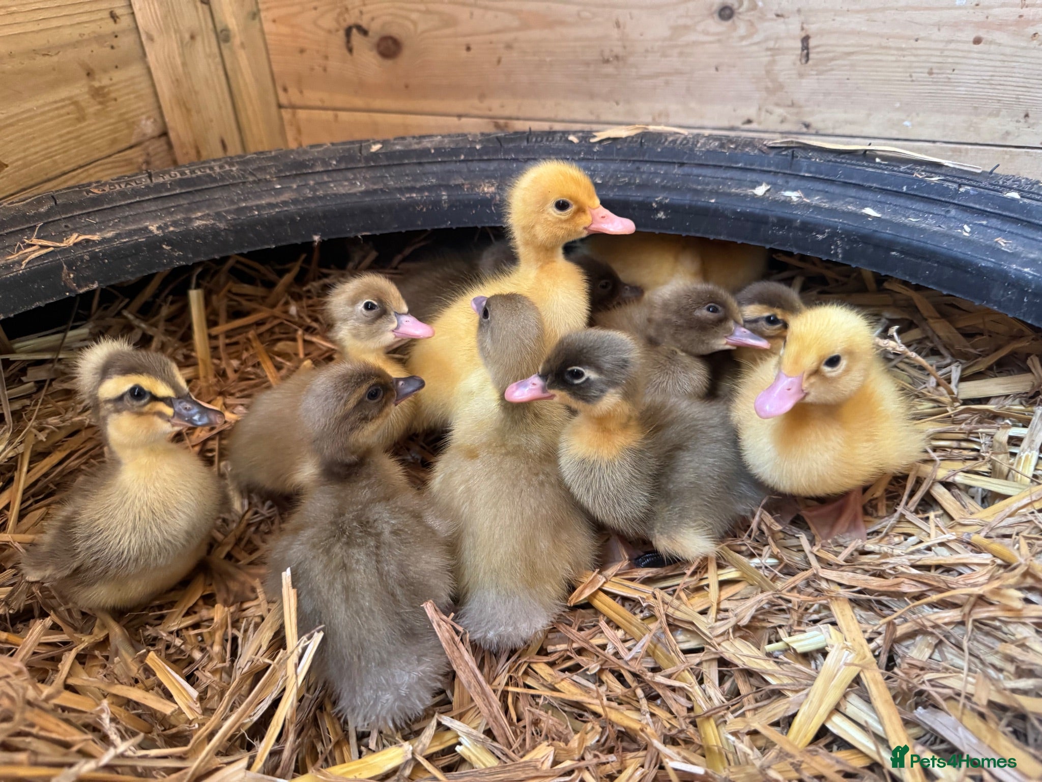 Ducks poultry UNSEXED DUCKLINGS crested and non crested - Advert 2
