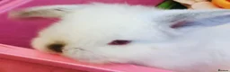 Mini Lop rabbits for sale: Purebred mini lop baby bunnies - Advert 4