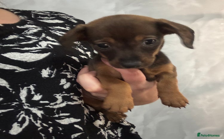 Mixed Breed dogs - Advert 1