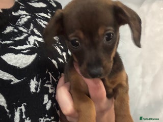 Mixed Breed dogs - Advert 2