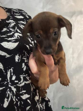 Mixed Breed dogs - Advert 1