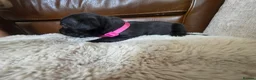 Staffordshire Bull Terrier dogs for sale: Staffordshire Bull terrier puppies 🐶  in Cheltenham - Advert 23
