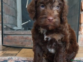 Cockapoo dogs Beautiful cockapoo puppies hereditary clear - Advert 17