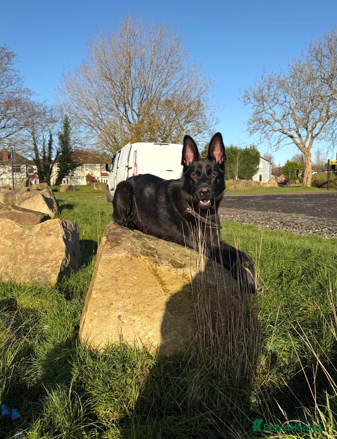 German Shepherd dogs for stud: Black German Shepherd stud - Advert 4