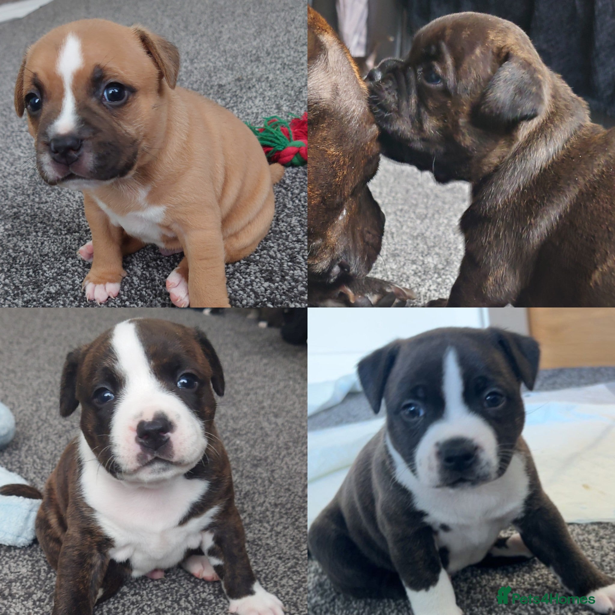 Staffordshire Bull Terrier dogs 6x full breed KC Staffordshire bull terrier pups - Advert 6