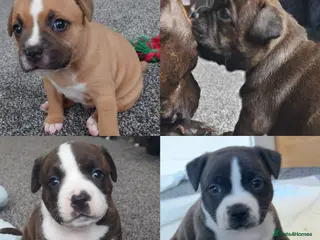 Staffordshire Bull Terrier dogs 6x full breed KC Staffordshire bull terrier pups - Advert 6