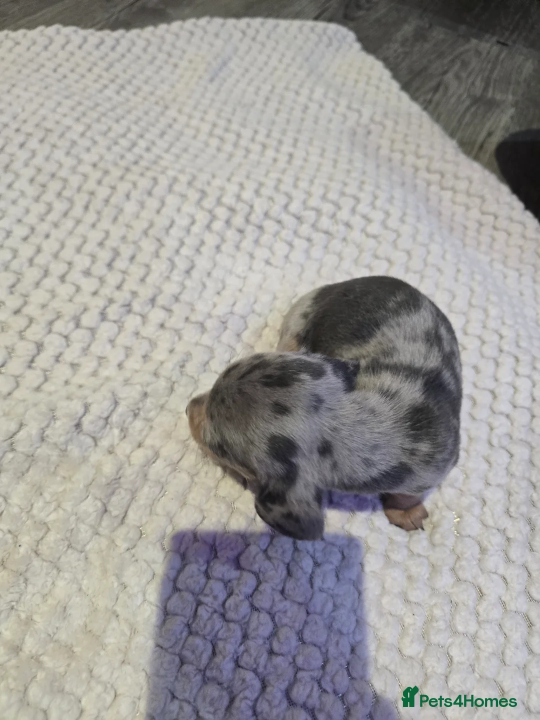 Miniature Dachshund dogs for sale: Miniature daschunds - Advert 2